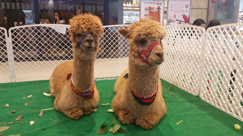 ballbet������(�й�)����ɭ����