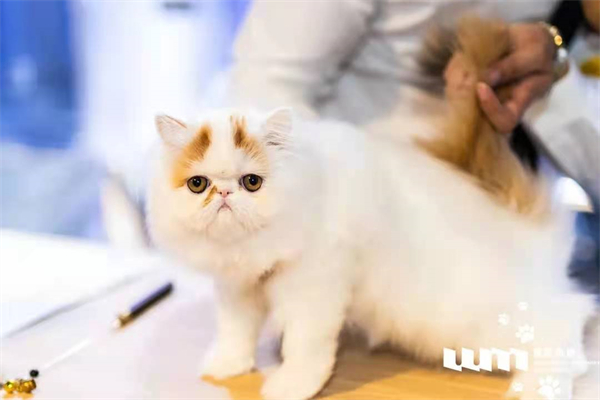 ballbet������(�й�)����ɭ����