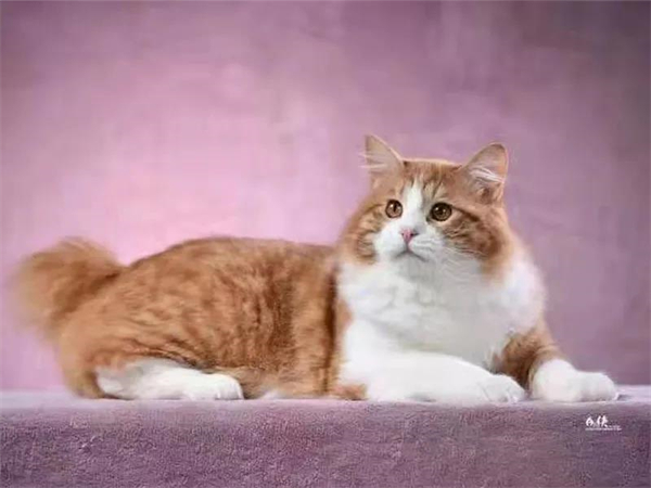 ballbet������(�й�)����ɭ����