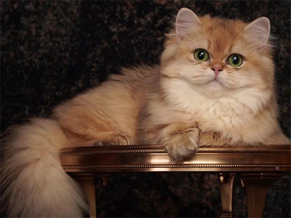 ballbet������(�й�)����ɭ����