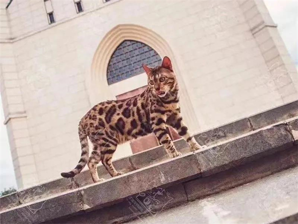 ballbet������(�й�)����ɭ����