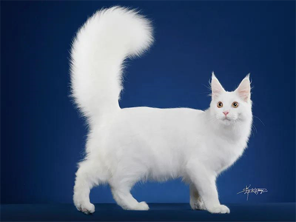 ballbet������(�й�)����ɭ����