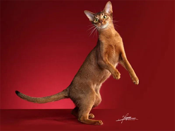 ballbet������(�й�)����ɭ����