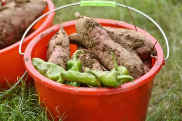 ballbet������(�й�)����ɭ����