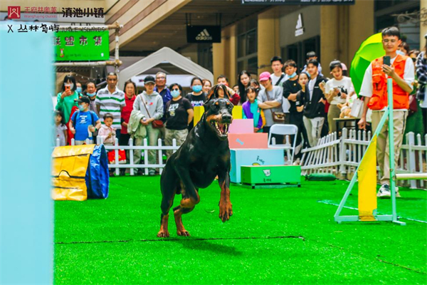 ballbet������(�й�)����ɭ����